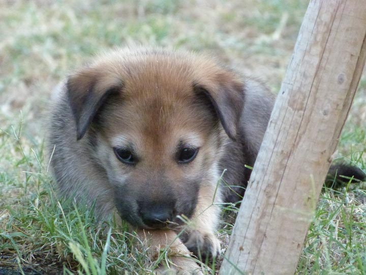 chinook dog